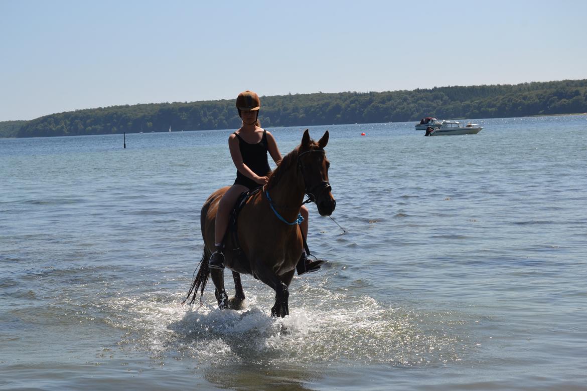 Dansk Varmblod Grøndalgaard's Mon Cherie - Hygge ved vandet  billede 6