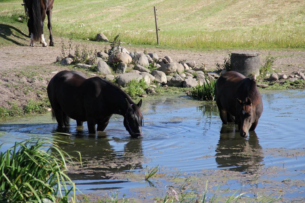 Anden særlig race Ydun billede 18