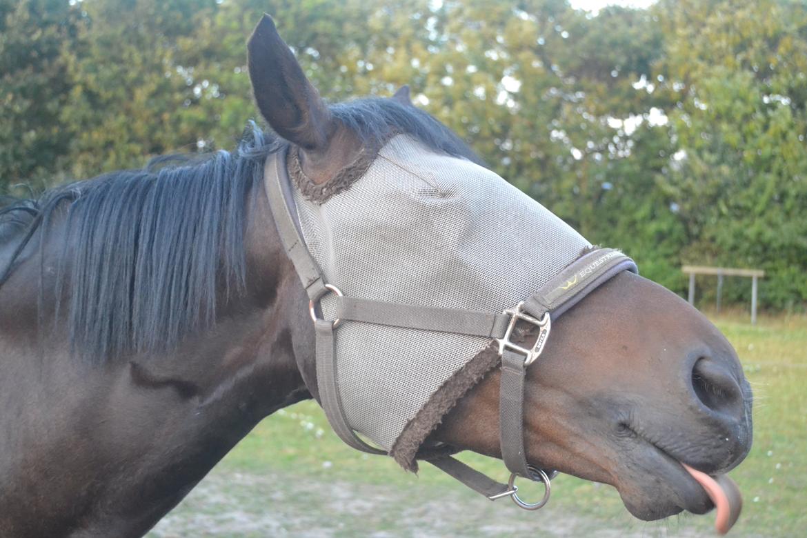 Anden særlig race Taura - slikker på alting 

selv luften billede 13