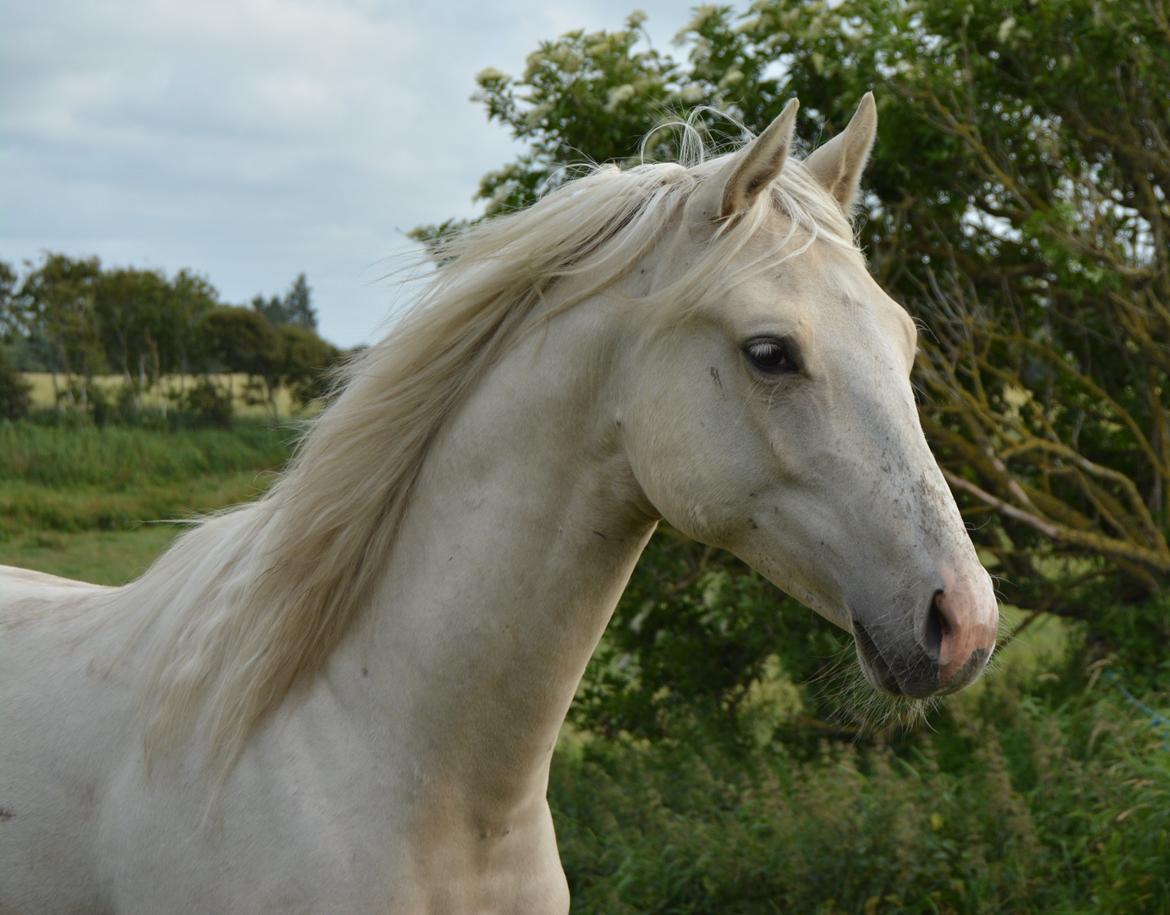 DSP Lykkebo Concordio billede 1