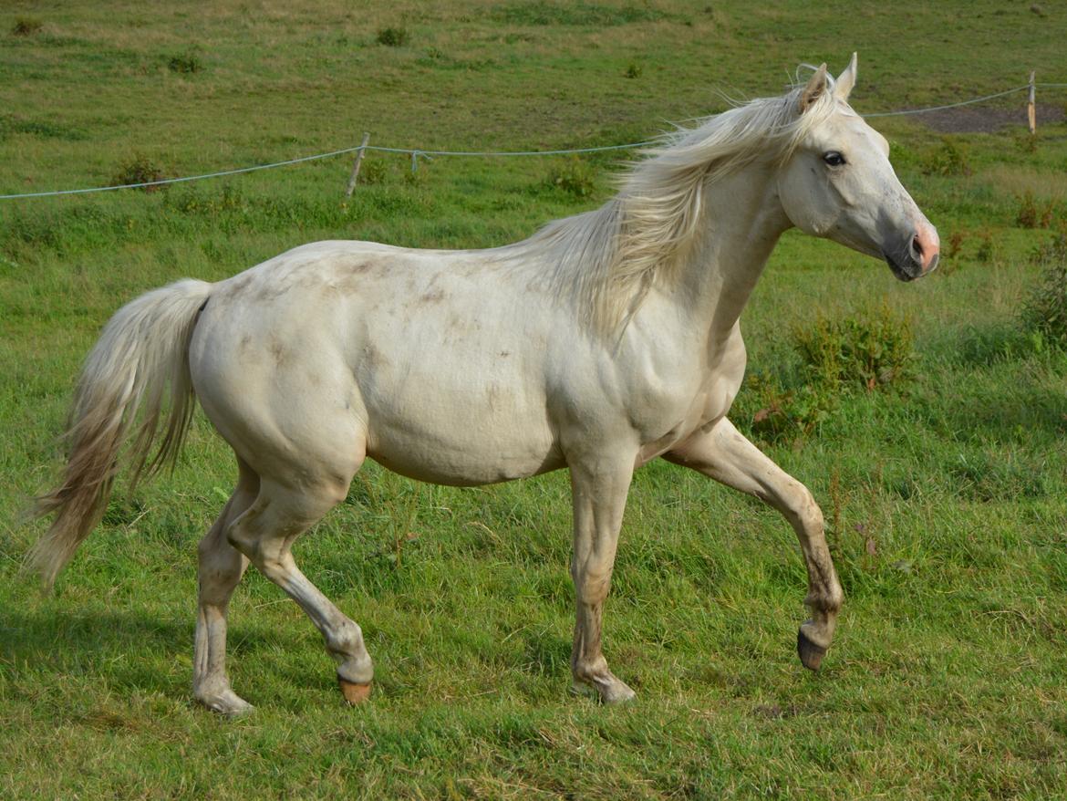 DSP Lykkebo Concordio billede 2