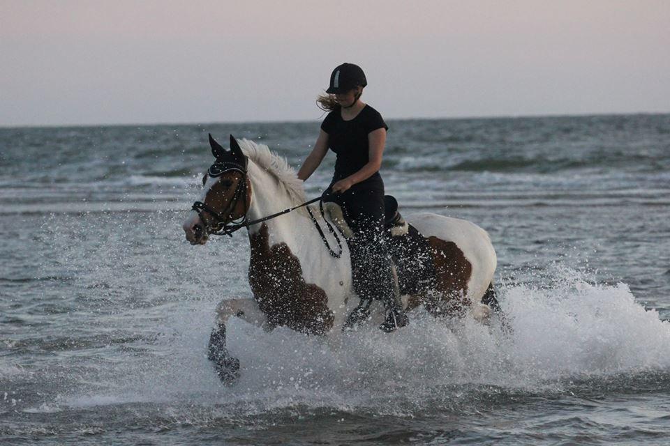 Pinto • Medina • billede 26