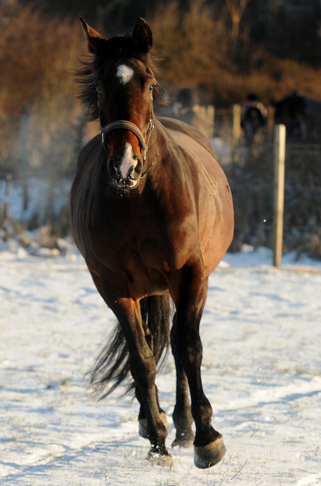 Dansk Varmblod Abelone K billede 16