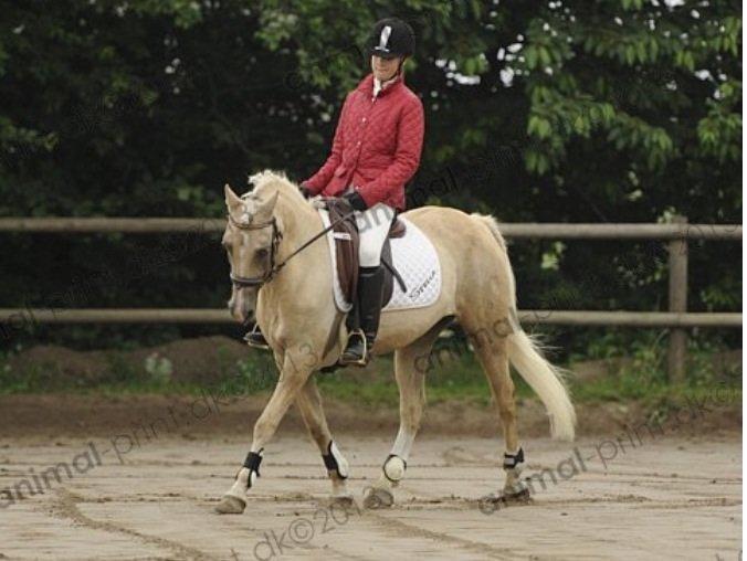 DSP Vejlebro´s Stella  - her er vi til dressur på FHSR <3 billede 12