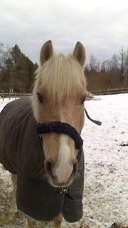 DSP Vejlebro´s Stella  - smukke stella lige da vi havde fået hende hjem <3 billede 14