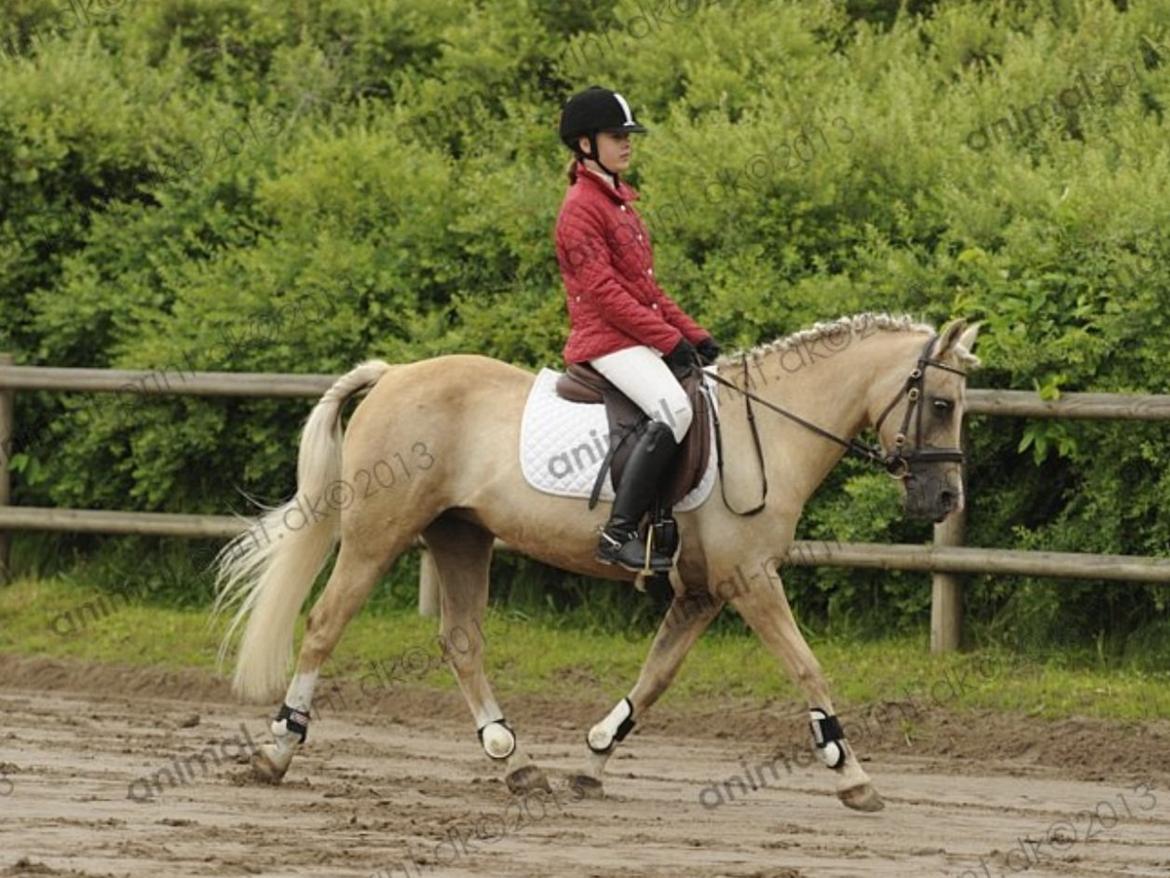 DSP Vejlebro´s Stella  - stella på FHSR <3 billede 13