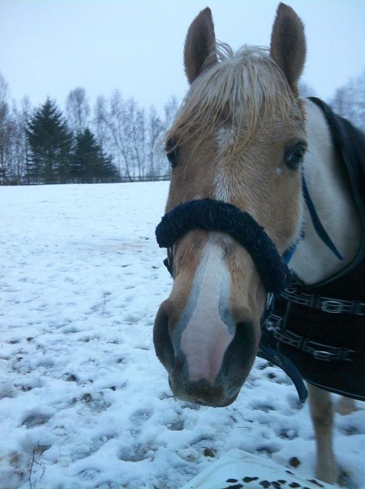 DSP Vejlebro´s Stella  billede 16