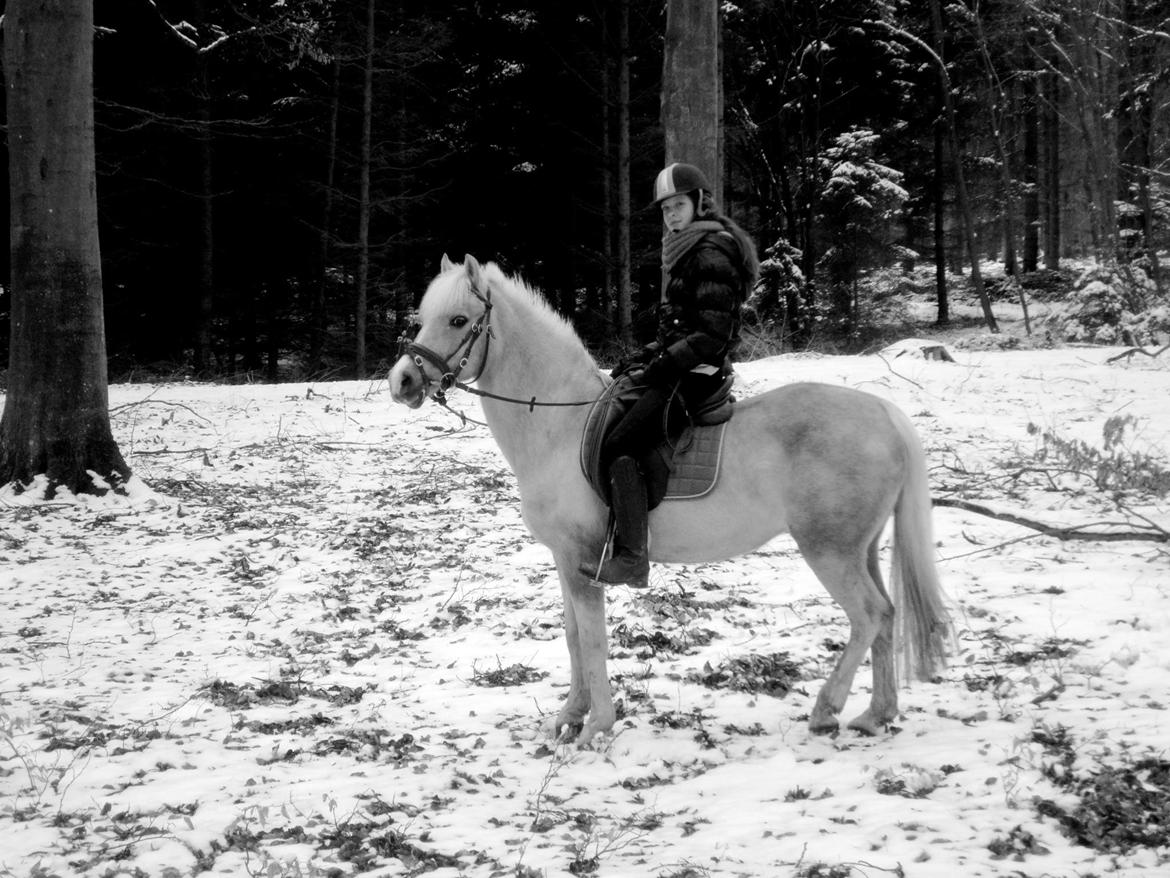 DSP Vejlebro´s Stella  billede 20