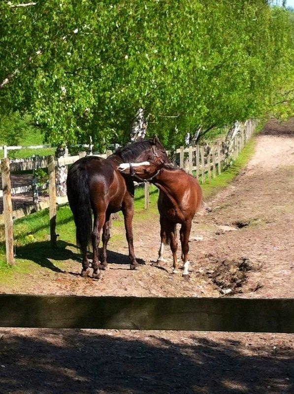 Dansk Varmblod Hyggebo's Fuego billede 1
