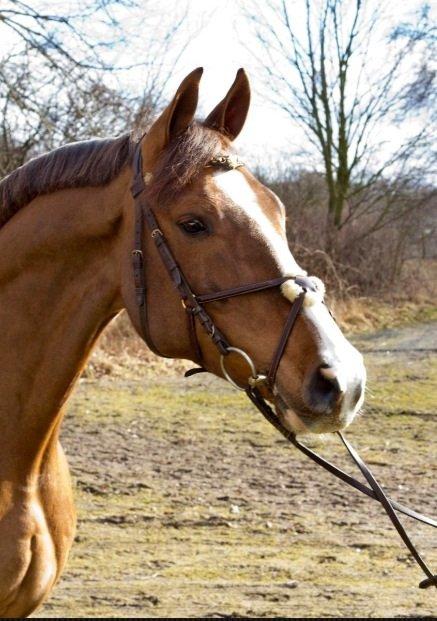 Dansk Varmblod Hyggebo's Fuego billede 2