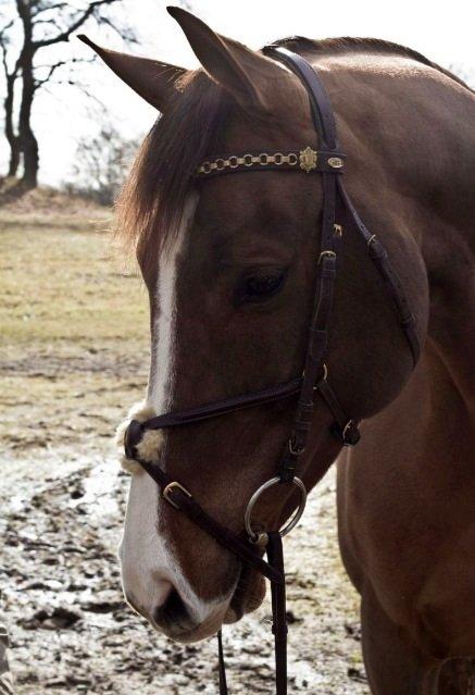 Dansk Varmblod Hyggebo's Fuego billede 3