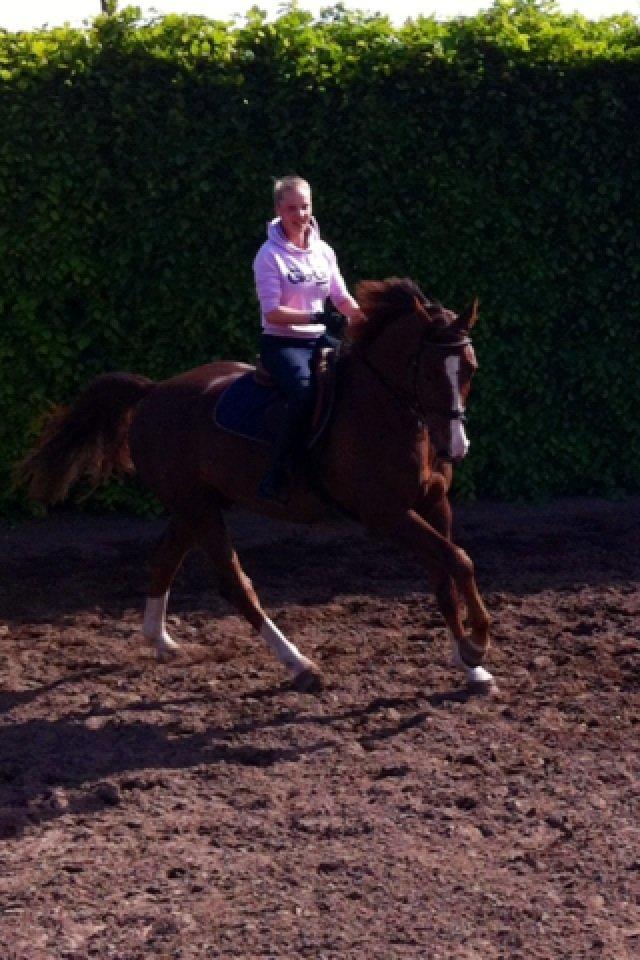 Dansk Varmblod Hyggebo's Fuego billede 4