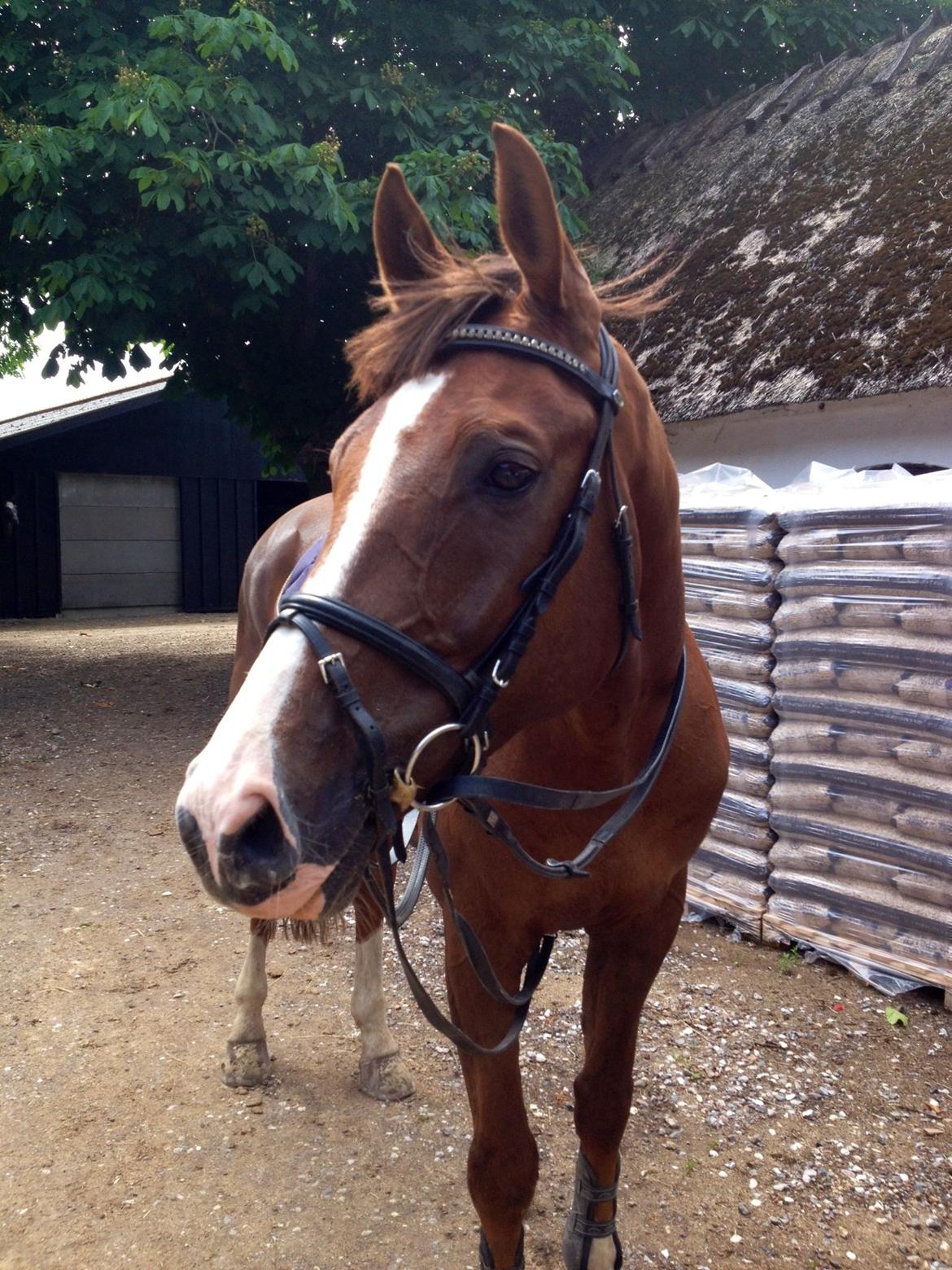 Dansk Varmblod Hyggebo's Fuego billede 5