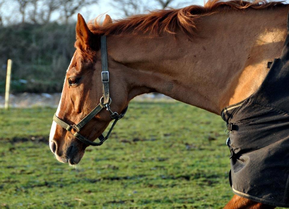 Dansk Varmblod Lanny billede 6