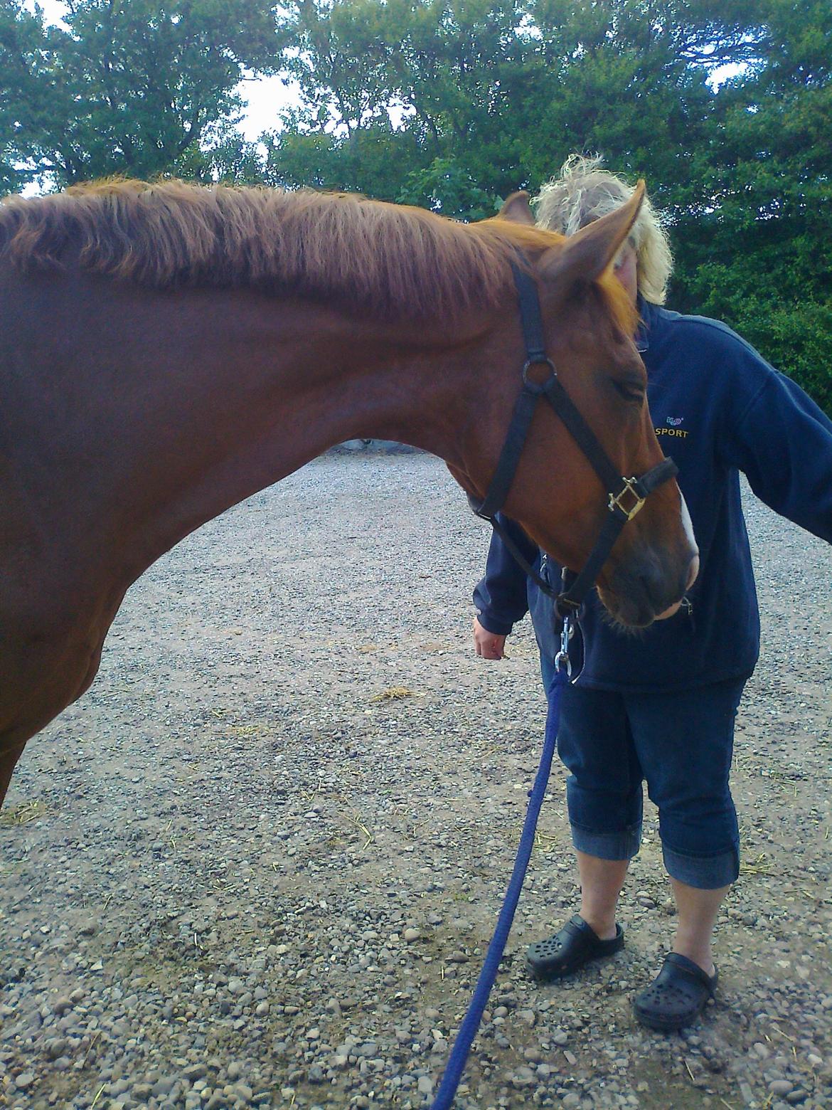 Dansk Varmblod Lanny billede 7