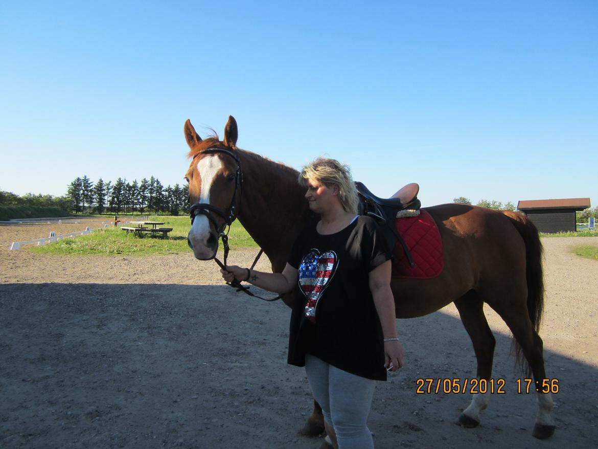 Dansk Varmblod Lanny billede 8