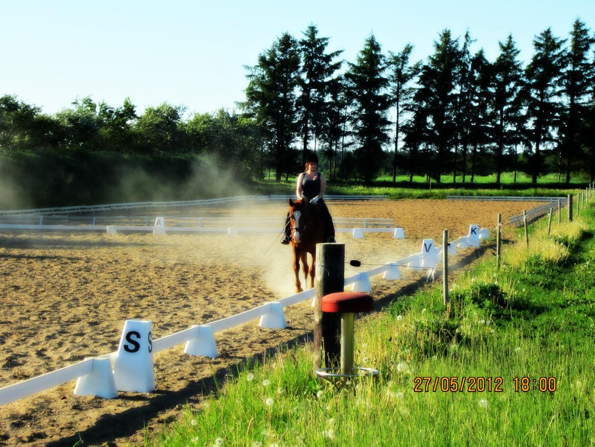 Dansk Varmblod Lanny billede 9