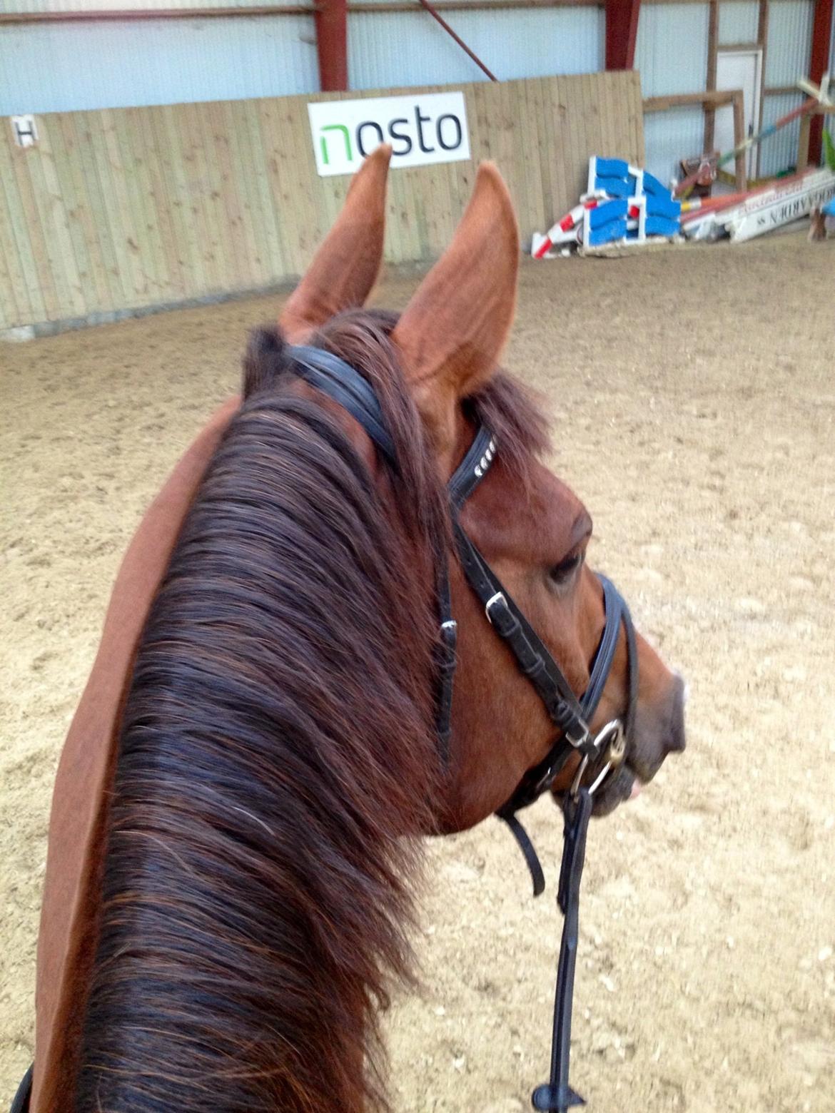 Dansk Varmblod Hyggebo's Fuego billede 6