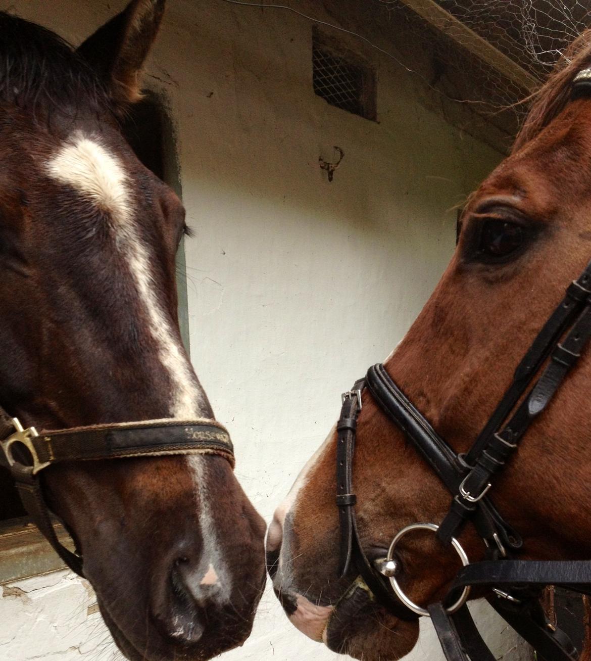 Dansk Varmblod Hyggebo's Fuego billede 7