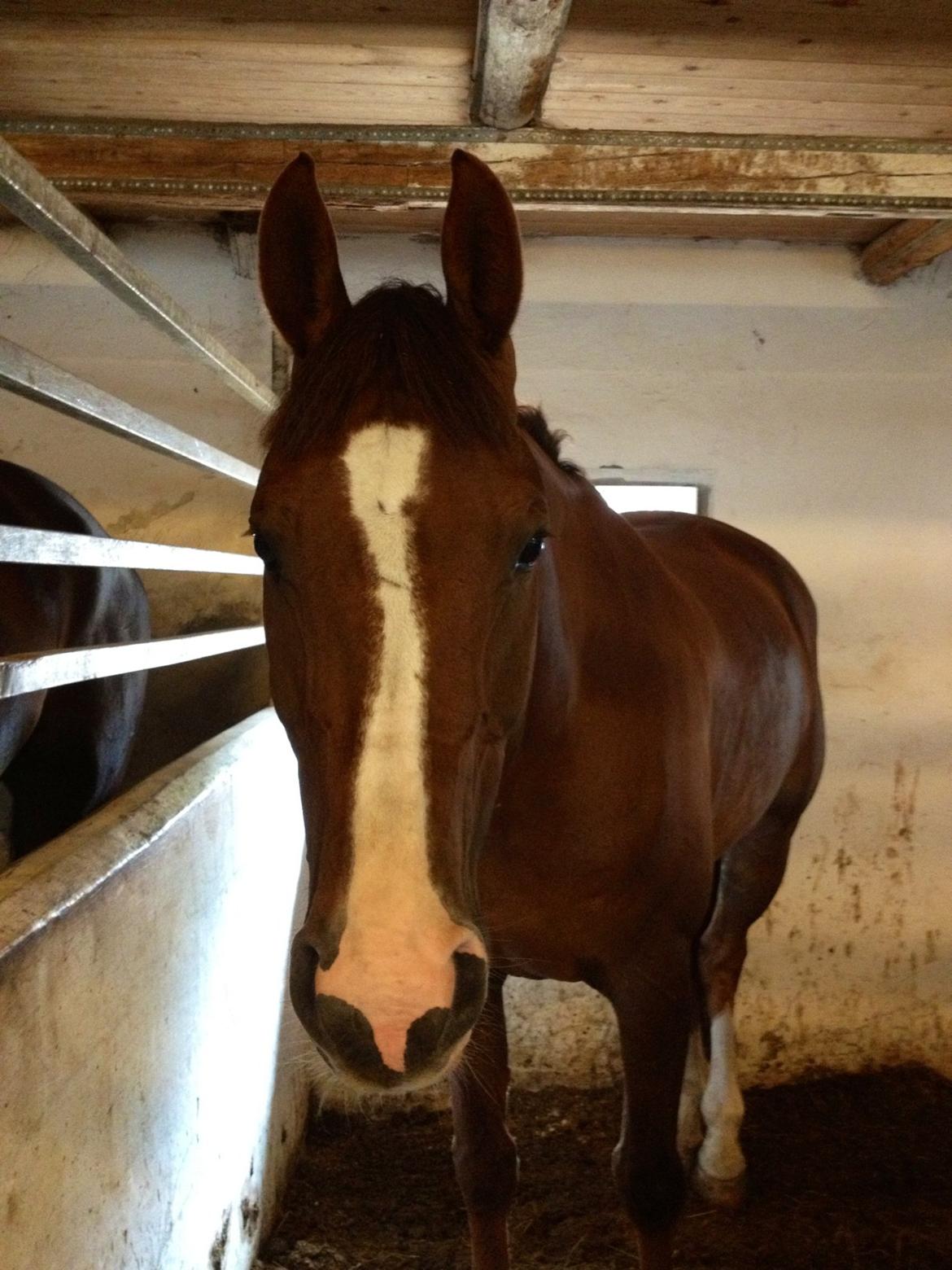 Dansk Varmblod Hyggebo's Fuego billede 8