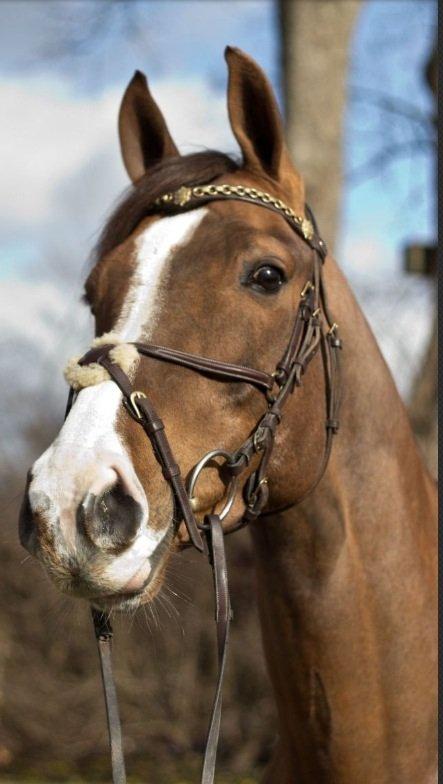 Dansk Varmblod Hyggebo's Fuego billede 9