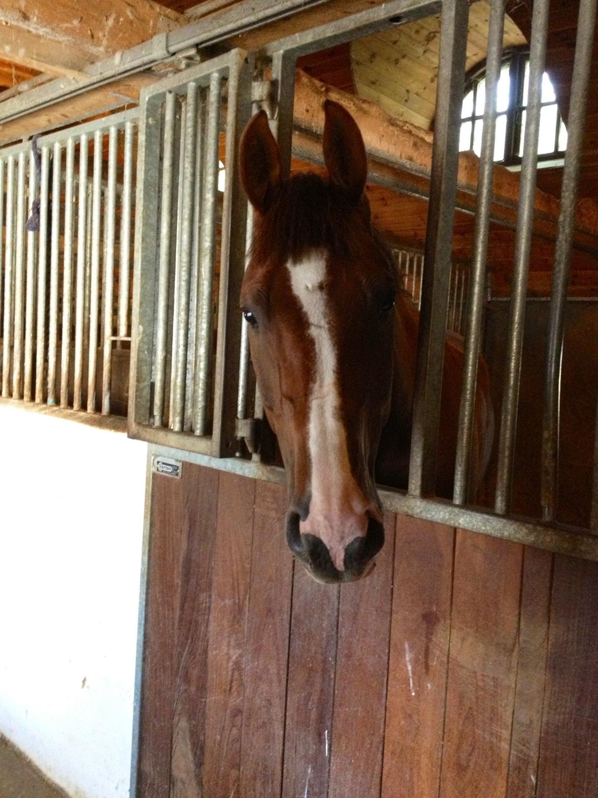 Dansk Varmblod Hyggebo's Fuego billede 10