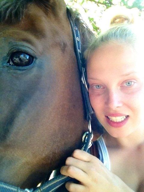 Dansk Varmblod Hyggebo's Fuego billede 11