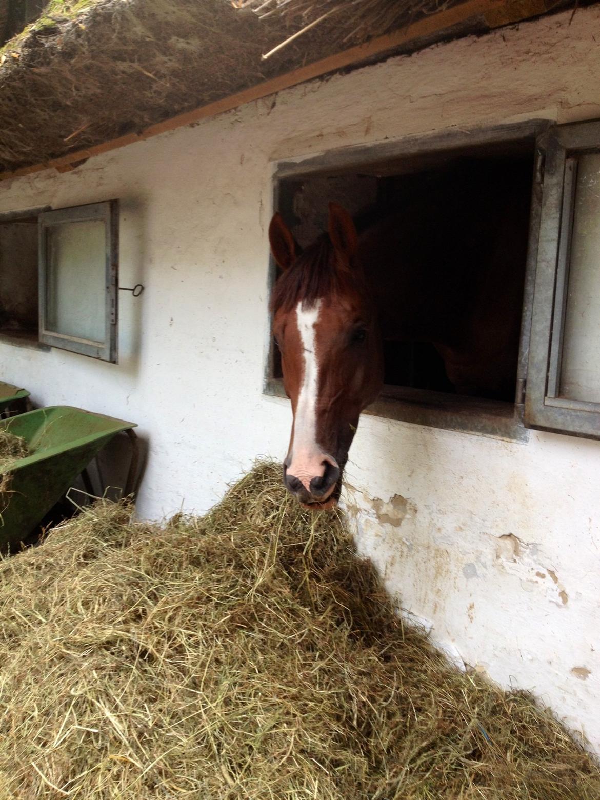 Dansk Varmblod Hyggebo's Fuego billede 12