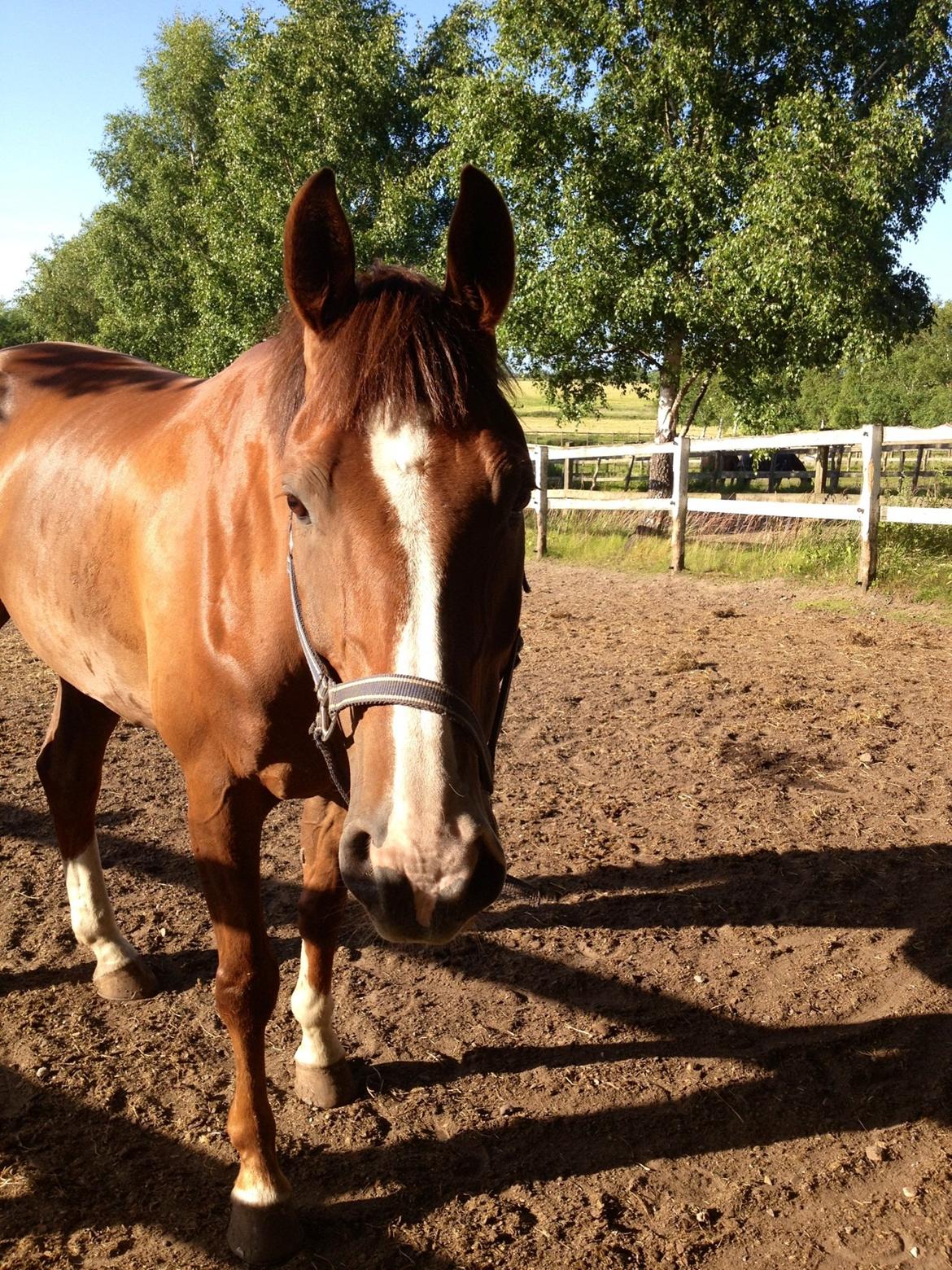 Dansk Varmblod Hyggebo's Fuego billede 13