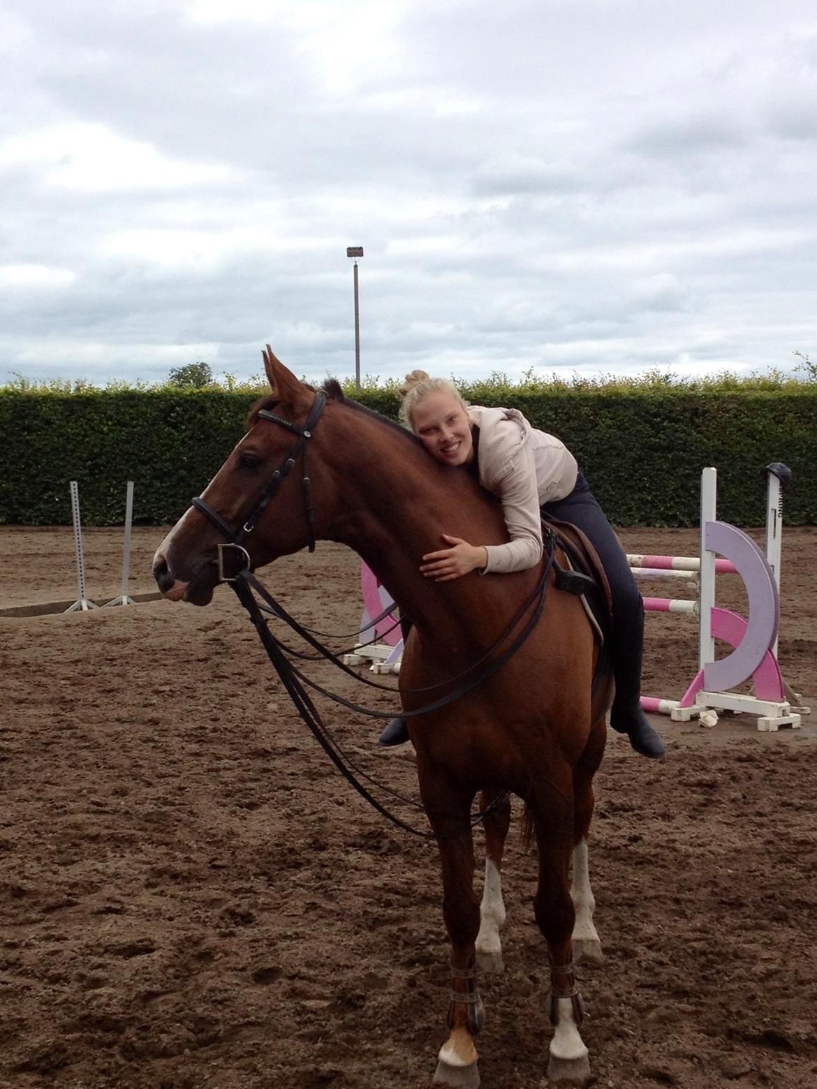 Dansk Varmblod Hyggebo's Fuego billede 14