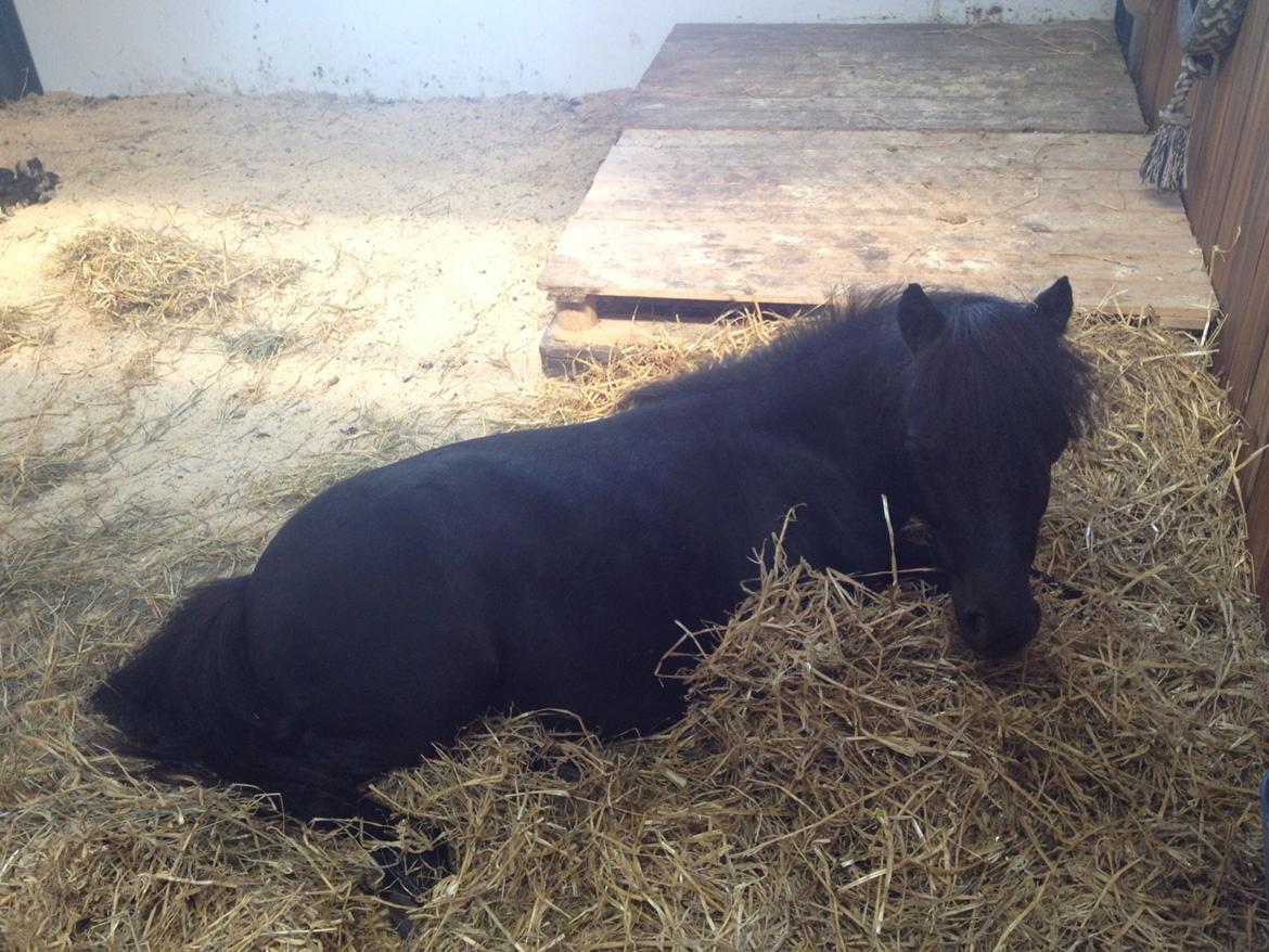 Anden særlig race Im The Peanut *Nutte* billede 12