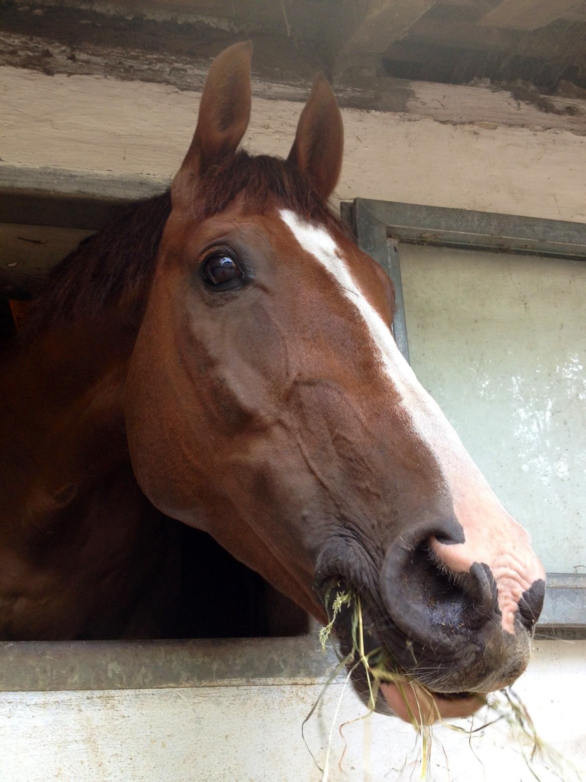 Dansk Varmblod Hyggebo's Fuego billede 15