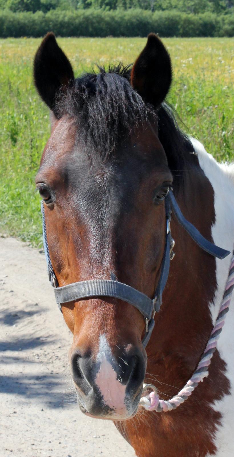 Pinto Tulli  billede 3