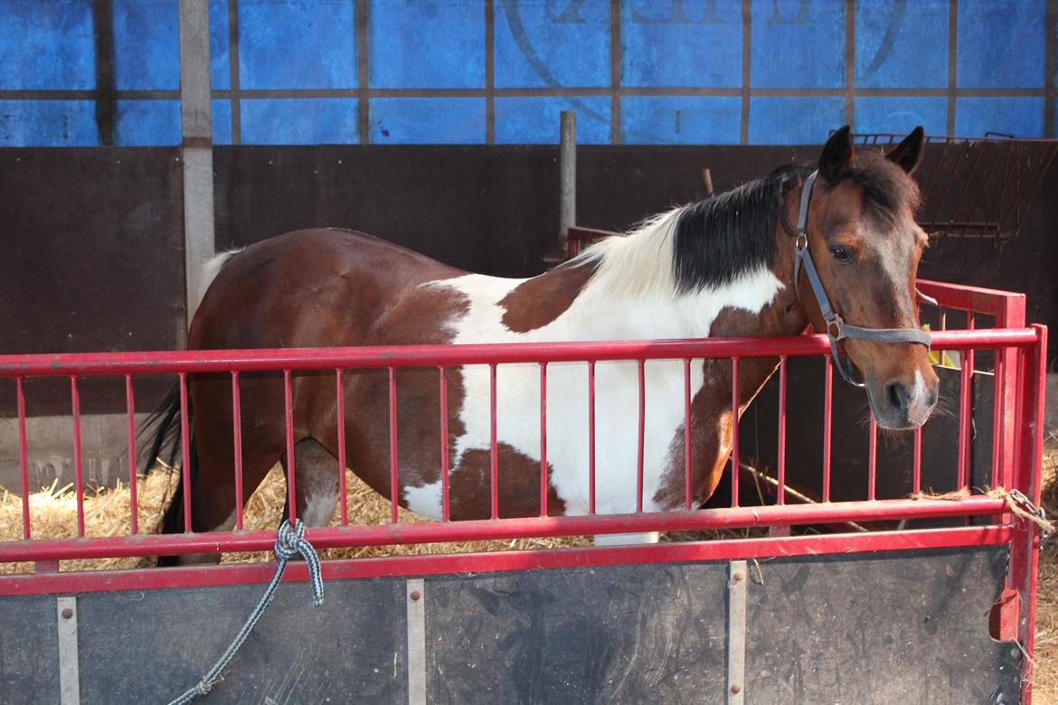 Pinto Tulli  billede 4