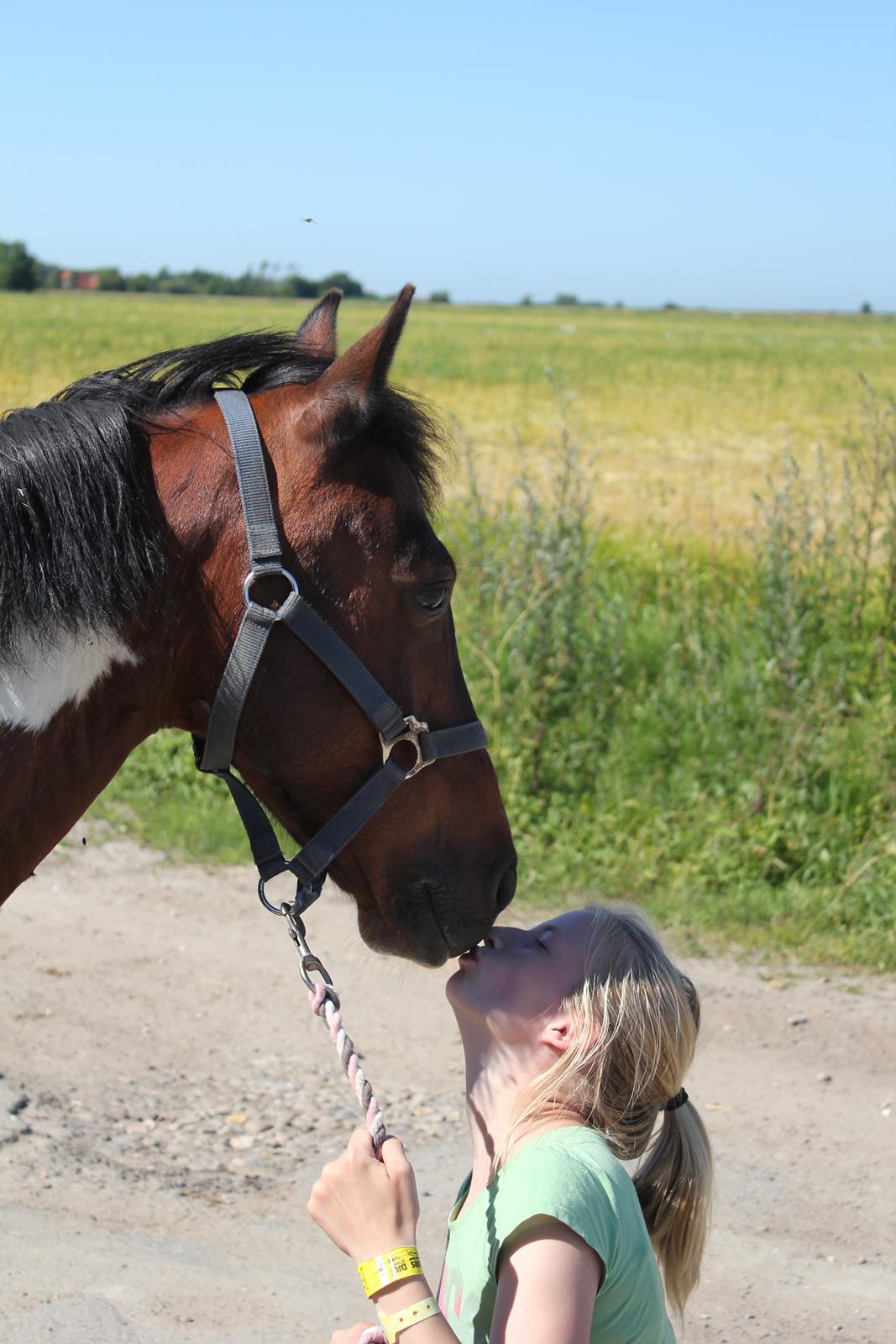 Pinto Tulli  billede 5