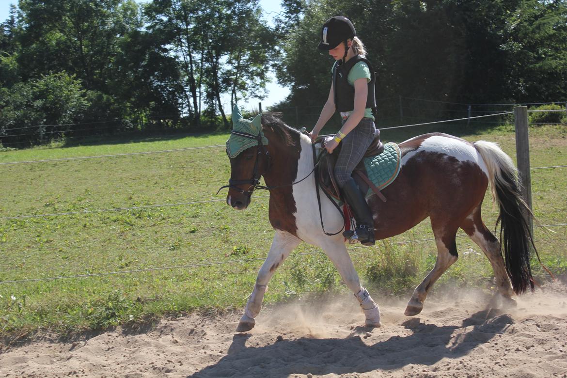 Pinto Tulli  billede 6