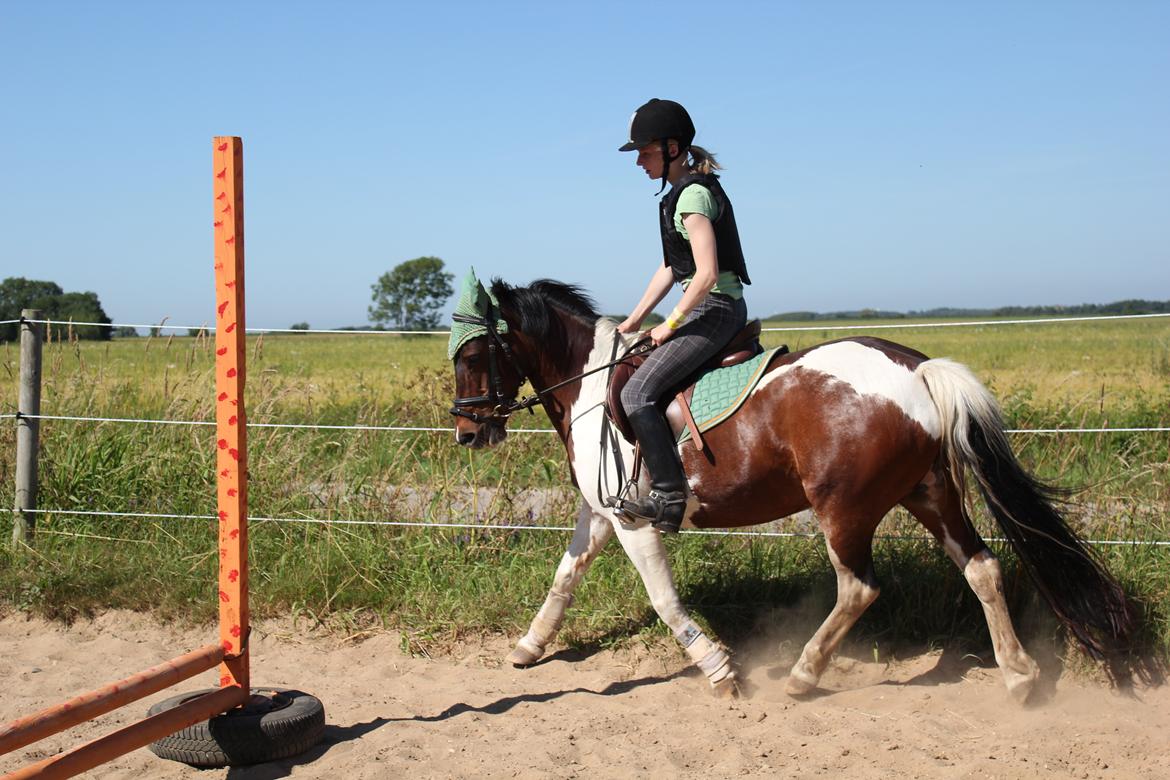 Pinto Tulli  billede 7