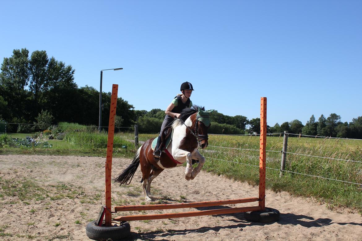 Pinto Tulli  billede 8