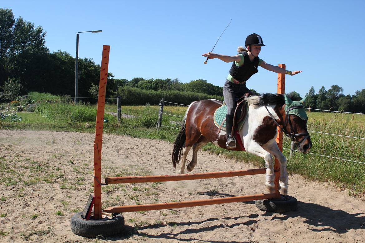 Pinto Tulli  billede 9