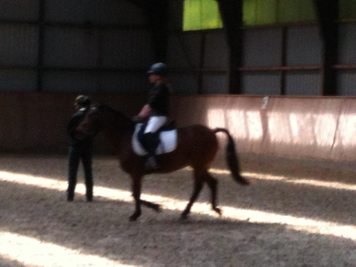 Anden særlig race Mini Max billede 5