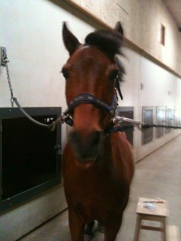 Anden særlig race Mini Max billede 7