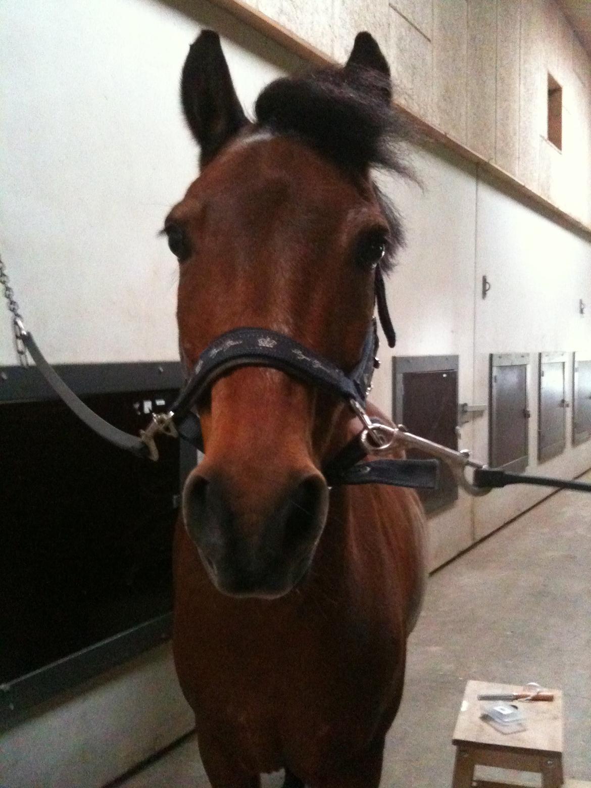 Anden særlig race Mini Max billede 8