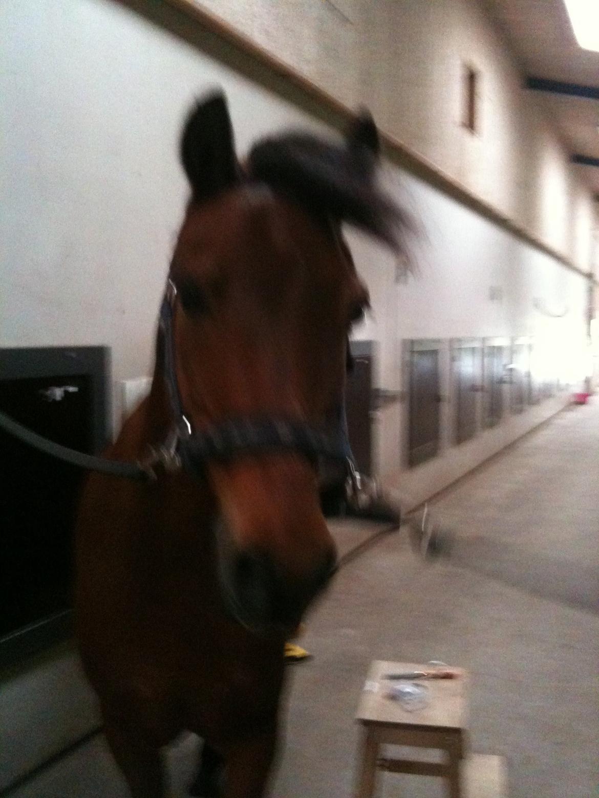 Anden særlig race Mini Max billede 9