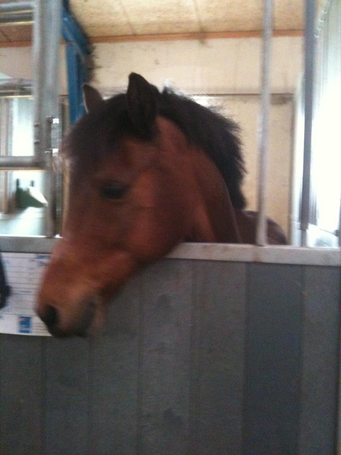 Anden særlig race Mini Max billede 10