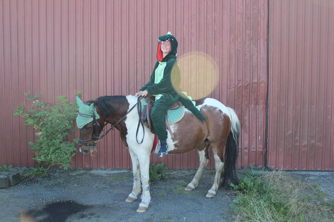 Pinto Tulli  billede 10