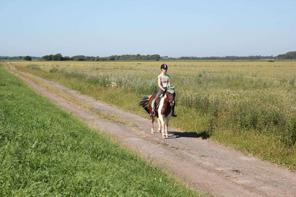 Pinto Tulli  billede 11