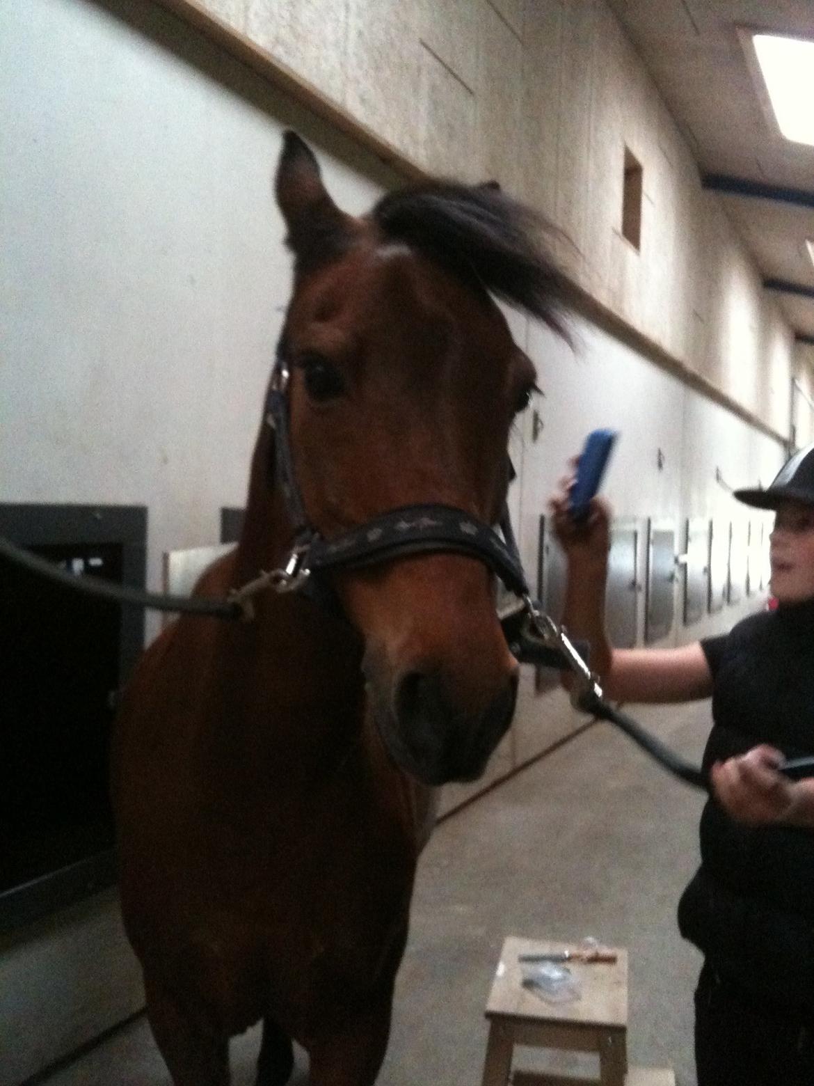 Anden særlig race Mini Max billede 11