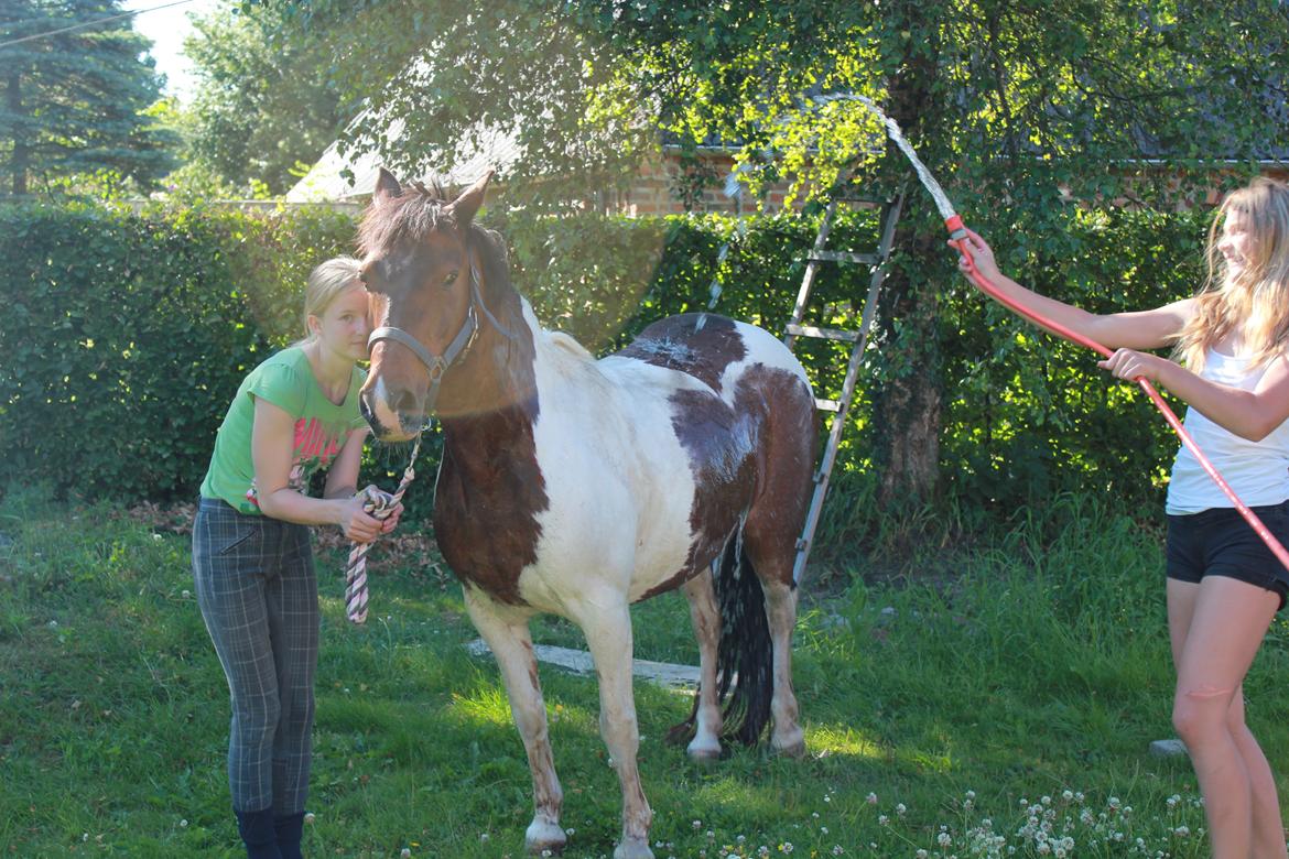 Pinto Tulli  billede 13