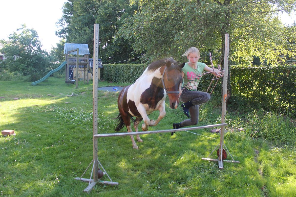 Pinto Tulli  billede 14