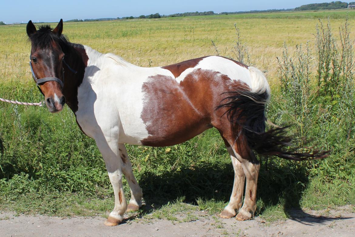 Pinto Tulli  billede 15